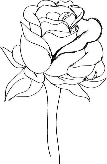 429x658 How To Draw A Red Rose 9 Steps