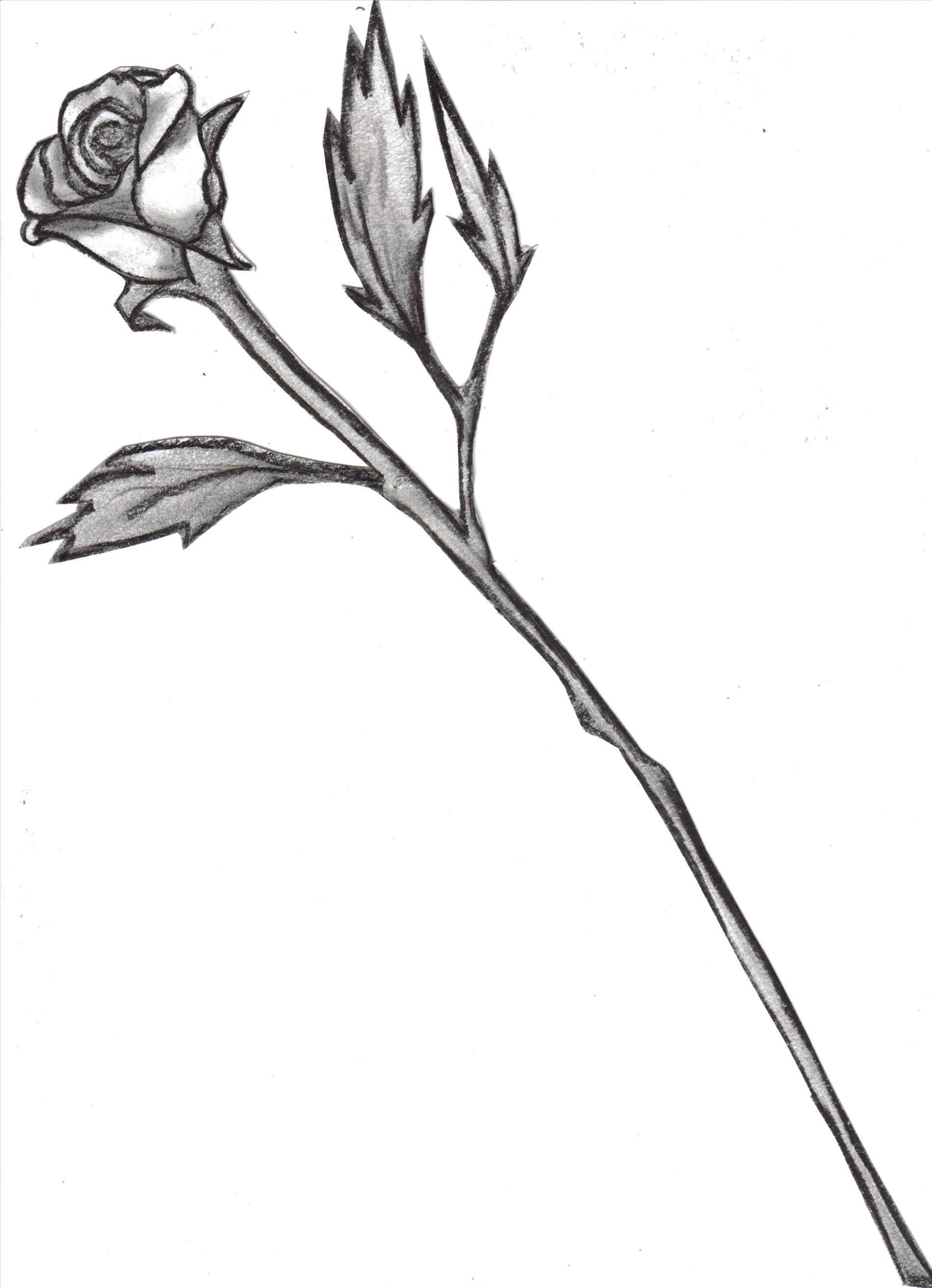 1900x2626 Long Stem Rose Drawing