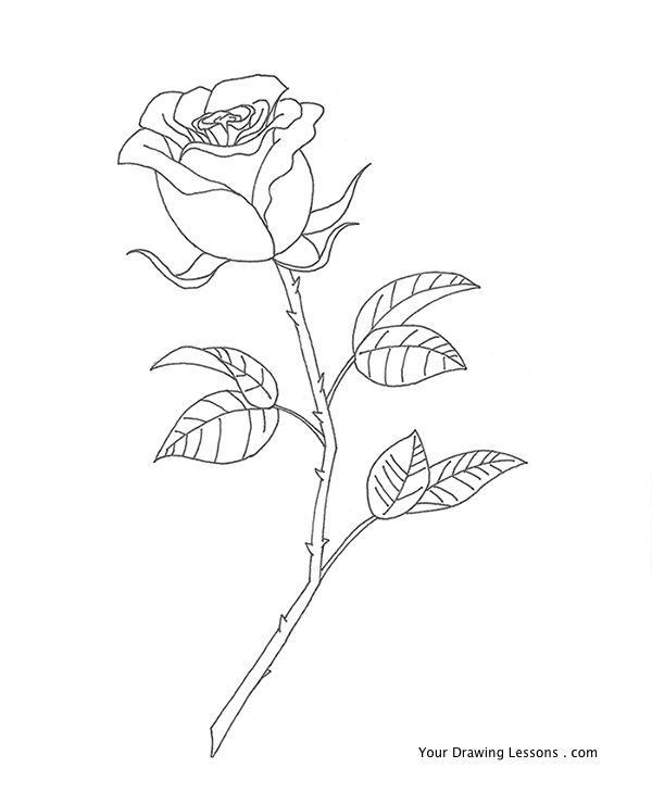 600x741 How To Draw Roses This Tutorial Is On How To Draw A Rose
