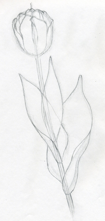 400x840 Draw Tulip Flowers In Few Easy Steps