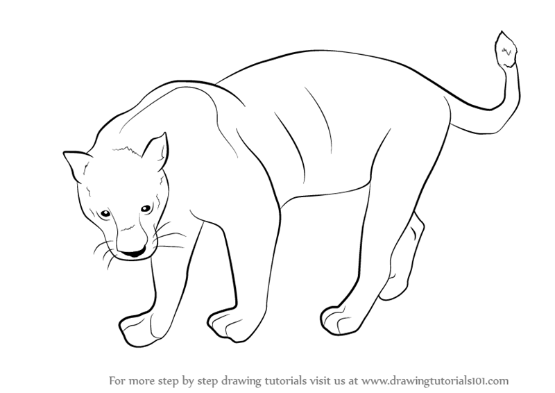 800x566 Learn How To Draw A Black Panther (Wild Animals) Step By Step