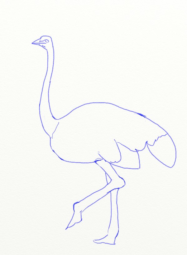 600x818 How To Draw An Ostrich