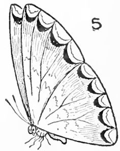 236x297 Step 11 Drawing Butterflies Finished Butterfly Drawing Easy