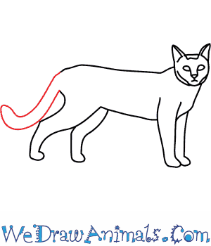 300x350 How To Draw A Wildcat