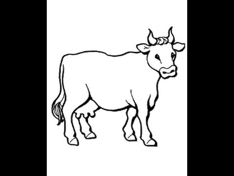 480x360 How To Draw A Cow