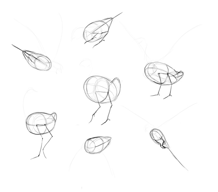 700x614 How To Draw Birds Step By Step Instructions