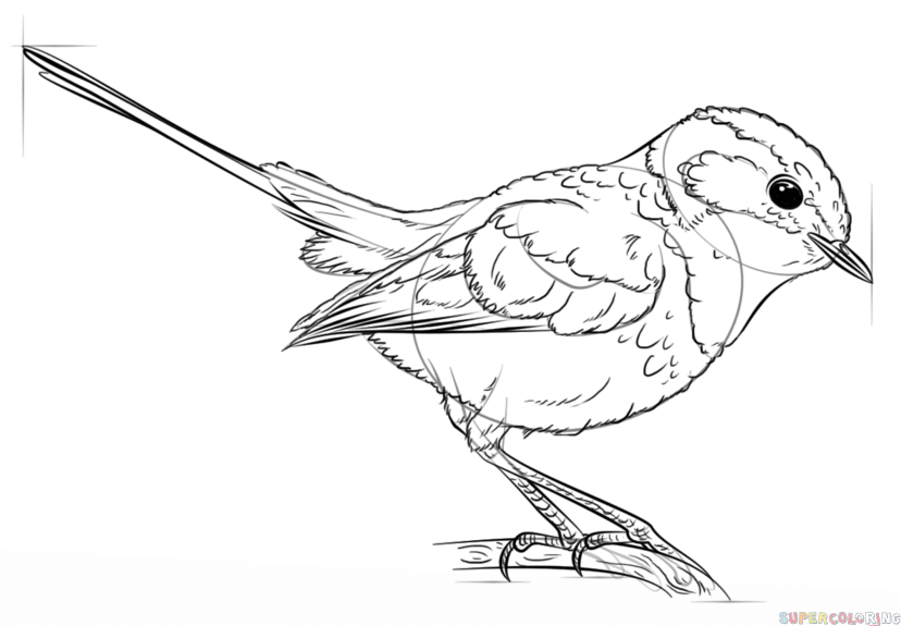 828x575 How To Draw A Blue Wren Step By Step Drawing Tutorials