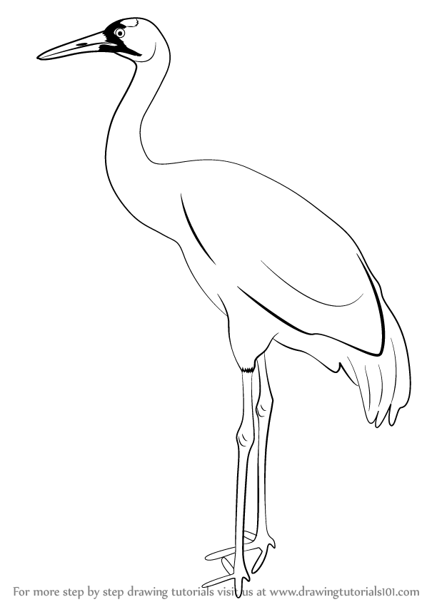 598x844 Learn How To Draw A Crane (Birds) Step By Step Drawing Tutorials