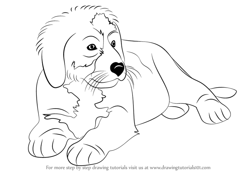 800x565 Learn How To Draw A Bernese Mountain Dog (Other Animals) Step By