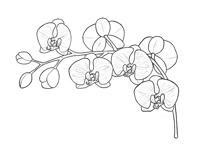 700x520 How To Draw Flowers The Sexy And Sultry Orchid