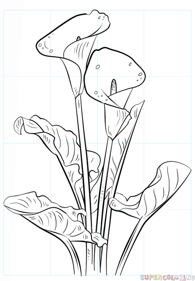 399x575 How To Draw A Calla Lily Step By Step Drawing Tutorials