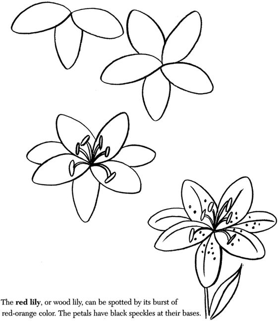 563x650 Pictures Learn To Draw Flowers,