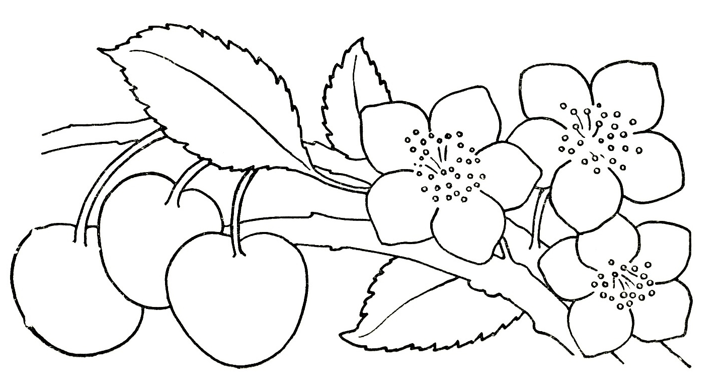 1445x771 Step By Step Drawing Flowers For Kids Flowers To Draw Step By Step