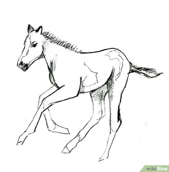 547x559 How To Draw A Foal 9 Steps (With Pictures)