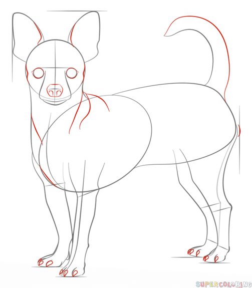 503x575 Drawn Chihuahua Step By Step