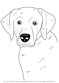 236x333 Learn How To Draw A Labrador Face (Farm Animals) Step By Step