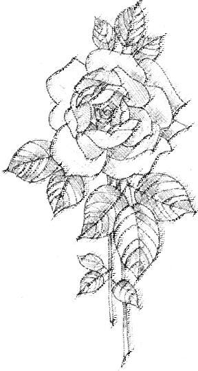 288x538 How To Draw Nature Step By Step