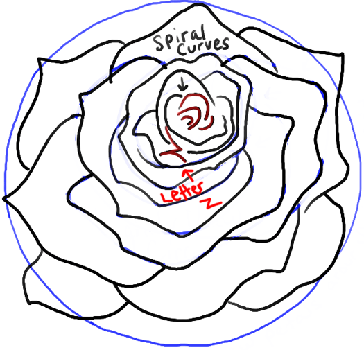 525x505 How To Draw Roses Opening In Full Bloom Step By Step Drawing