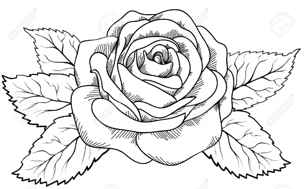 1024x635 How To Draw A Beautiful Rose How To Draw A Beautiful Rose