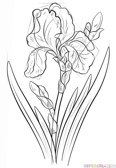 Step By Step Drawing Of Flowers