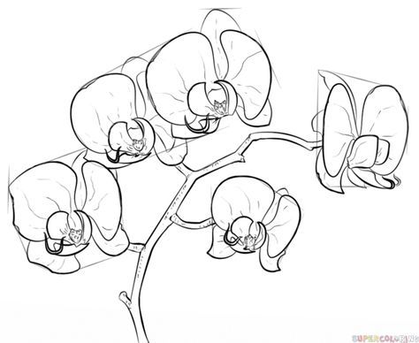 474x388 How To Draw An Orchid Step By Step. Drawing Tutorials For Kids