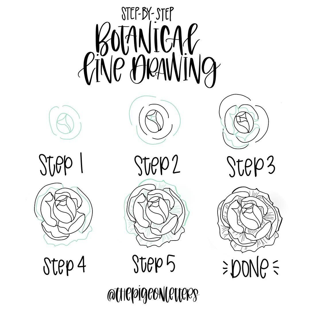 1080x1080 Step By Step Botanical Drawings Drawing Tutorials