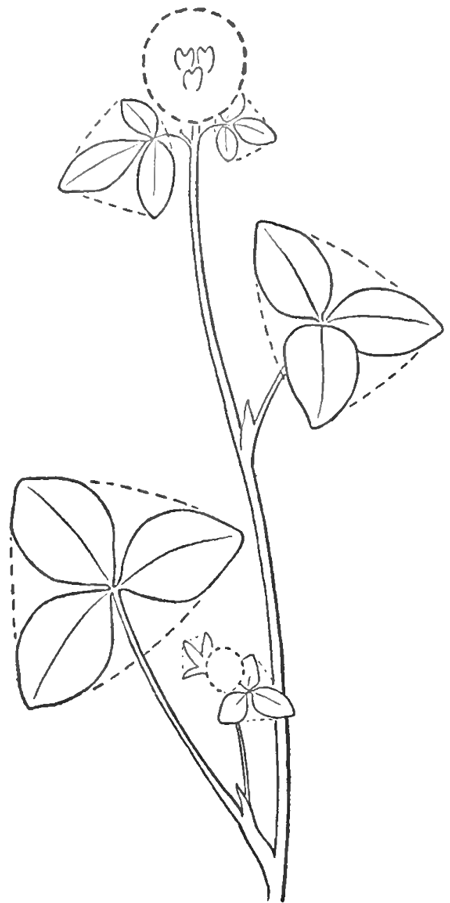 450x903 Step 04 Clover Blossoms How To Draw Realistic Trees, Plants