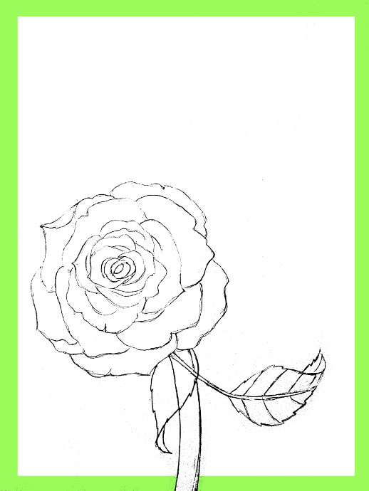 518x690 How To Draw Roses