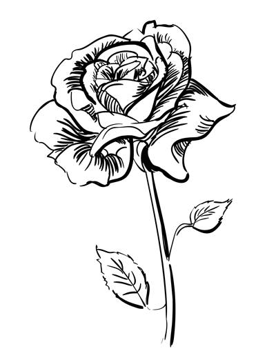 400x509 How To Draw A Realistic Rose Sketchbook Challenge 10