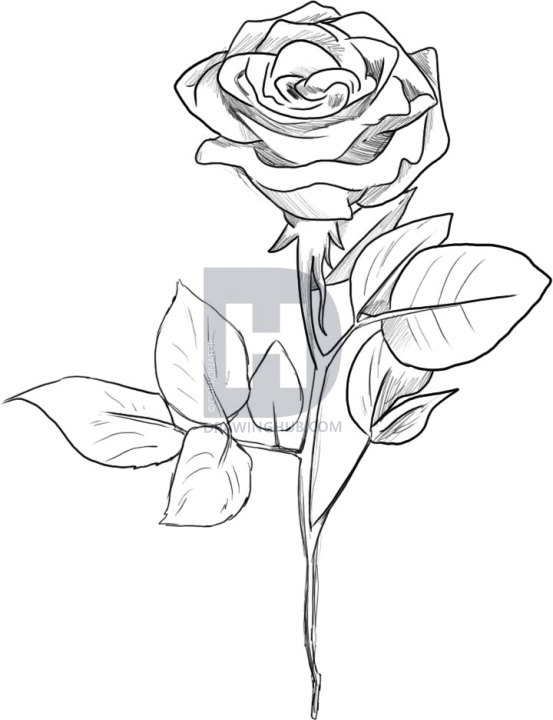 553x720 Photos Black Rose Flower Drawing,