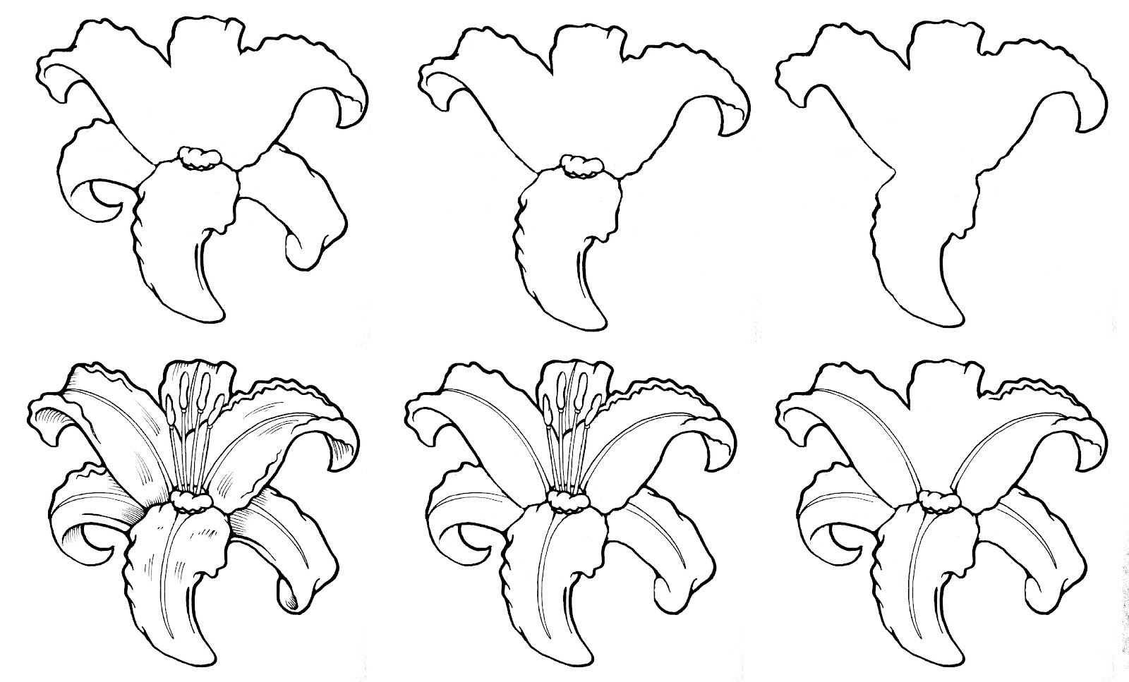 1600x967 Step By Step Drawing Flowers Rose How To Draw Roses