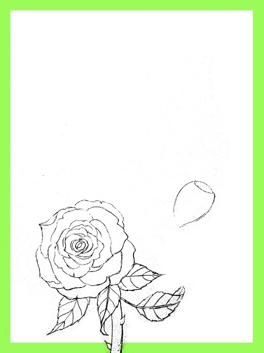 516x690 How To Draw Roses
