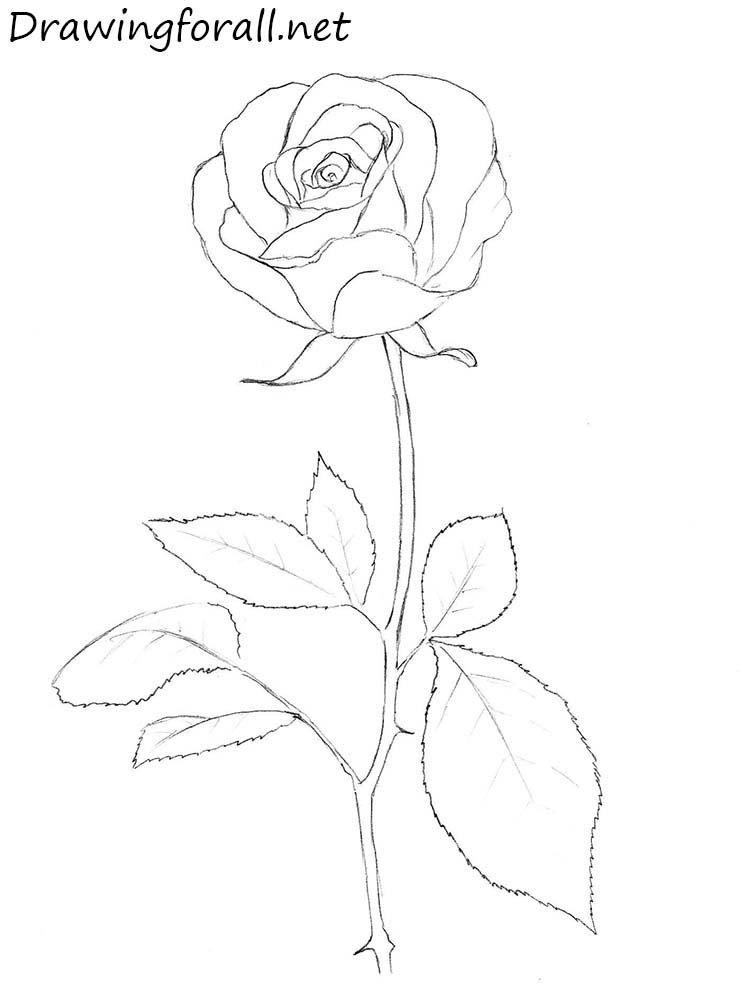 751x1000 How To Sketch A Rose Step By Step