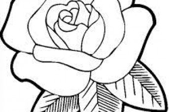 343x228 Rose Flower Drawing Pic