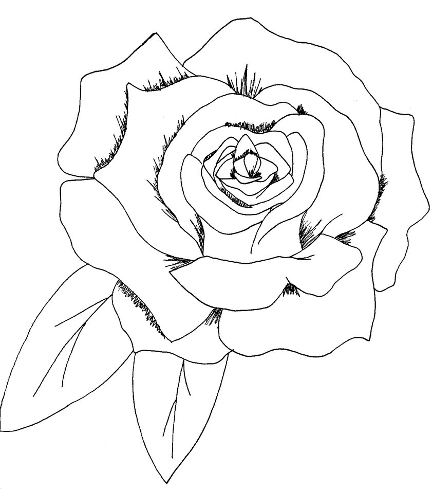 841x951 Simple Rose Drawings Simple Rose Drawing Uuu How To Draw A
