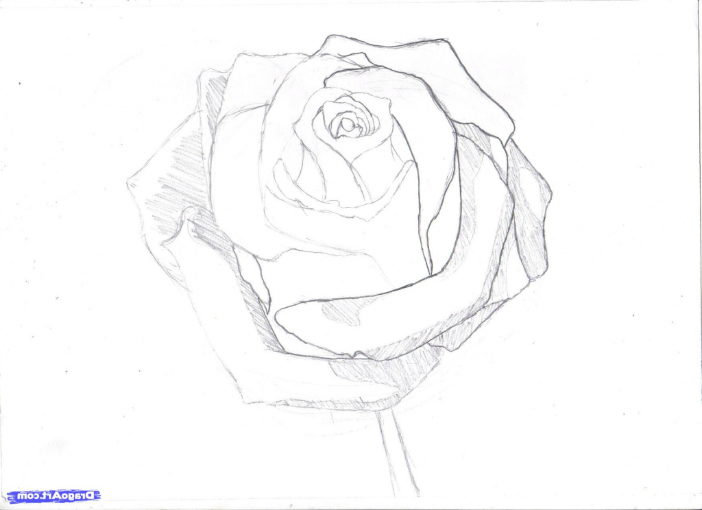1024x744 Step By Step Pencil Drawing Tutorial How To Draw A Rose In Pencil