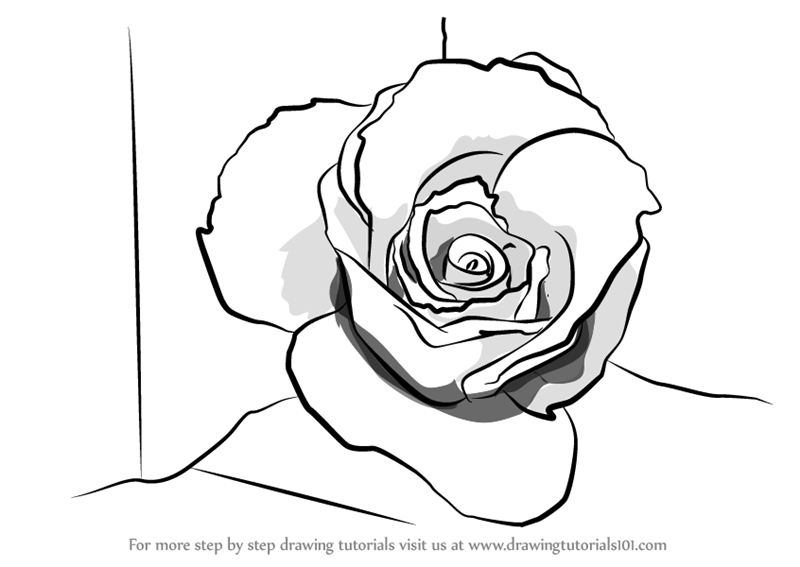 800x567 Step By Step How To Draw A Rose Closeup