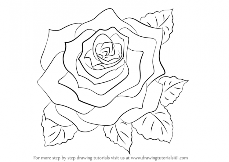 750x531 Drawing Rose Drawing Tutorial Together With How To Draw An Open