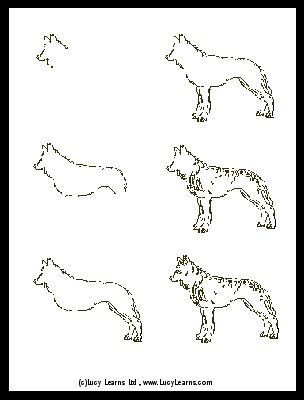 Step By Step Drawing Wolf