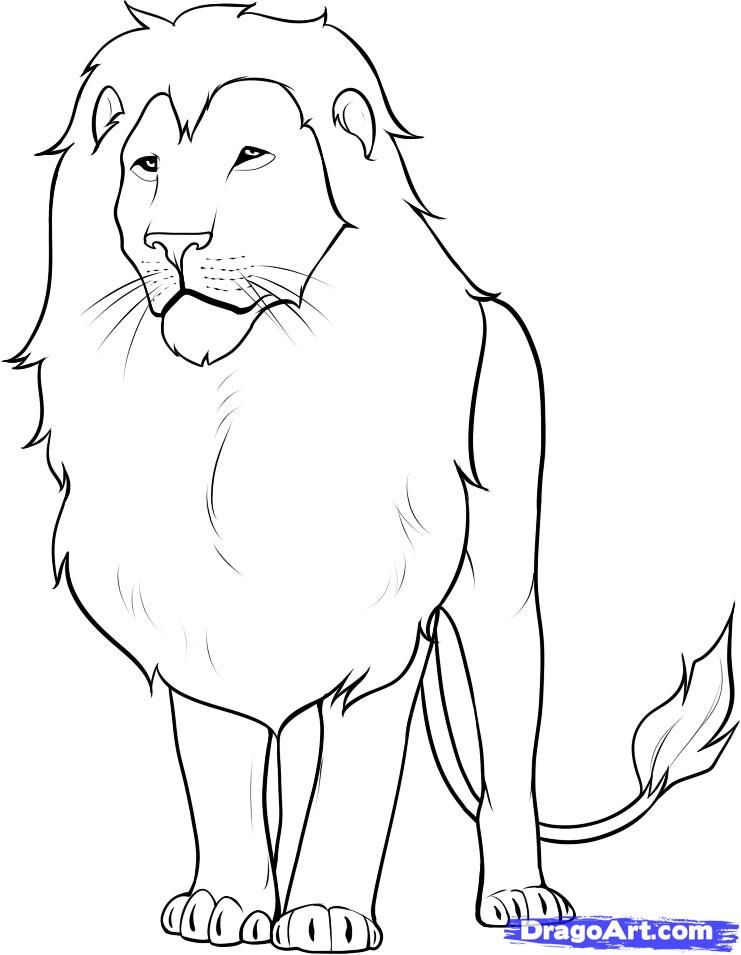 741x955 White Lion To Draw Lion Drawings In Pencil