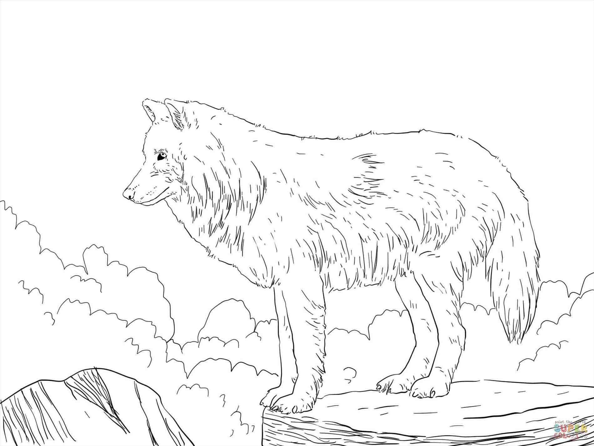 1900x1425 Arctic Wolf Drawing. Arctic Wolf Line Art Stock Illustration. How