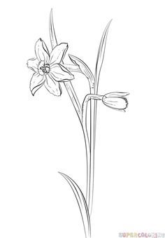 236x340 How To Draw A Daffodil Flower Step By Step. Drawing Tutorials