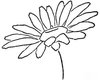 350x280 Step 4 Drawing The Daisy How To Draw Daisies Step By Step