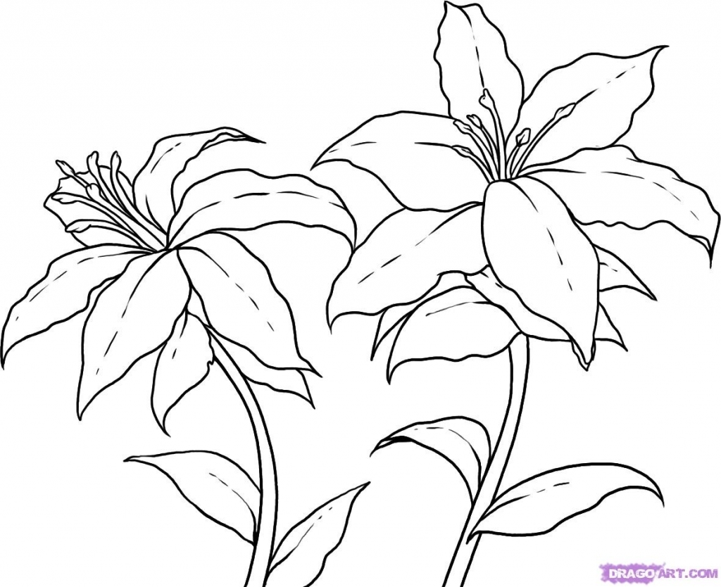 1024x834 Step By Step Flower Drawing How To Draw Lilies Step Step Flowers
