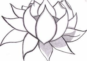 300x210 Drawing Flowers For Beginners