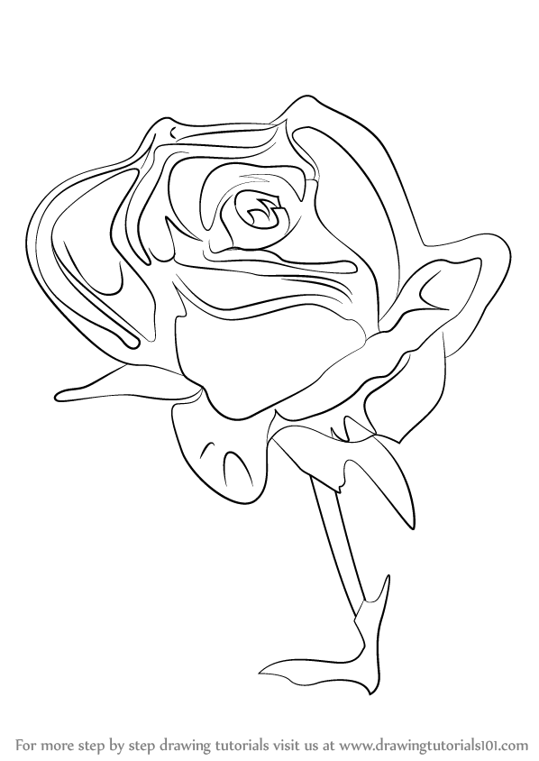 598x844 Learn How To Draw A Rose Flower (Rose) Step By Step Drawing