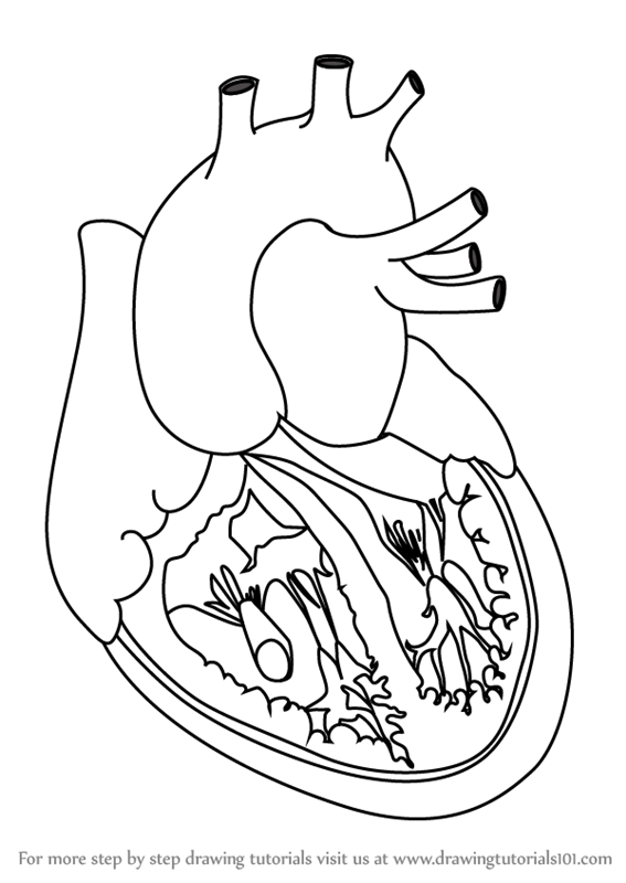 567x800 Learn How To Draw Heart With Veins (Body) Step By Step Drawing