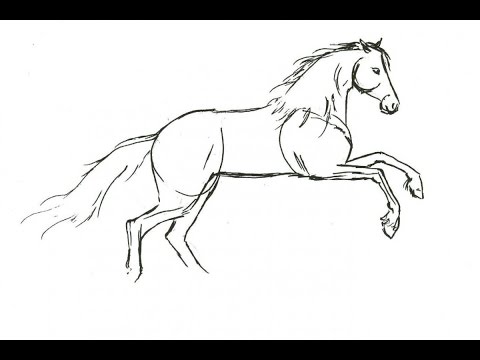 480x360 Image Result For How To Draw A Horse Step By Step I'M A Big Fat