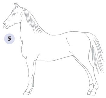 350x322 Learn How To Draw A Horse