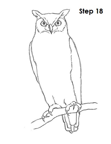 386x500 How To Draw An Owl (Great Horned)